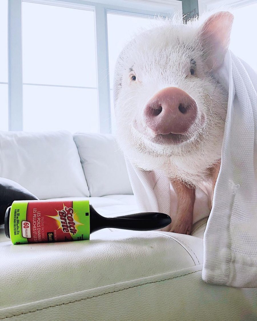 @Christopher_the_pig